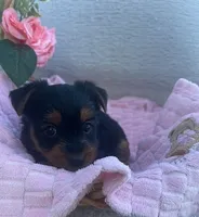 Jenny, a female Yorkshire Terrier for sale in Millersburg, PA – Photo 3 of 3