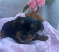 Jenny, a female Yorkshire Terrier for sale in Millersburg, PA – Photo 2 of 3