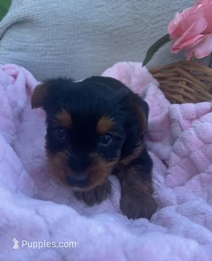 Jenny – Yorkshire Terrier puppy for sale in Millersburg, PA