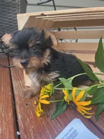 Alex, a male Yorkshire Terrier for sale in Millersburg, PA – 2 of 4