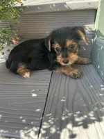 Windy, a female Yorkshire Terrier for sale in Millersburg, PA – 1 of 3