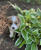 Ollie, a male Pembroke Welsh Corgi for sale in Millersburg, PA – 3 of 3