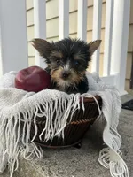 Mark, a male Yorkshire Terrier for sale in Millersburg, PA – 3 of 3