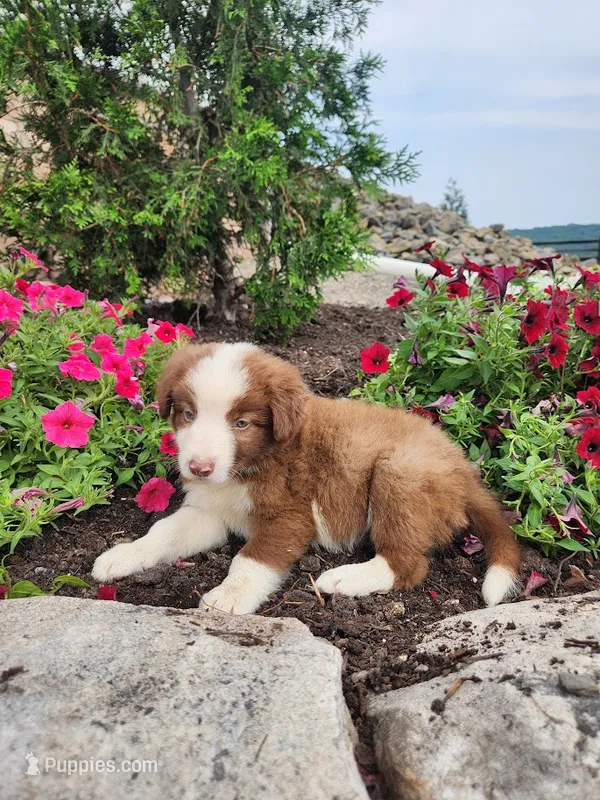 Jeffrey – Border Collie puppy for sale in Millersburg, PA
