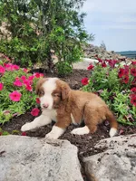 Jeffrey, a male Border Collie for sale in Millersburg, PA – 1 of 4