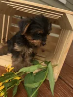 Archie, a male Yorkshire Terrier for sale in Millersburg, PA – 4 of 4