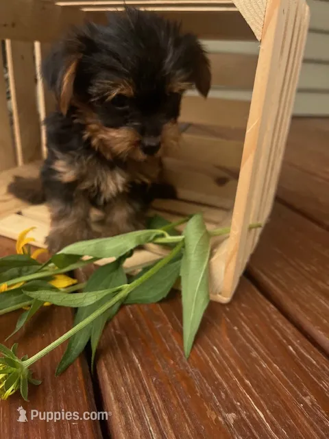 Archie – Yorkshire Terrier puppy for sale in Millersburg, PA