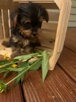 Archie, a male Yorkshire Terrier for sale in Millersburg, PA – 1 of 4