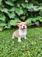 Amy, a female Pembroke Welsh Corgi for sale in Millersburg, PA – 2 of 4