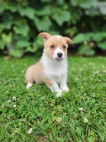Abby, a female Pembroke Welsh Corgi for sale in Millersburg, PA – 2 of 4