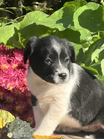 Reilly, a female Australian Shepherd and Border Collie for sale in Millersburg, PA – 3 of 3