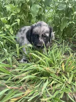 Laura, a female Australian Shepherd and Golden Retriever for sale in Millersburg, PA – 2 of 4
