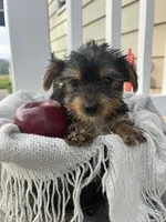 Mason, a male Yorkshire Terrier for sale in Millersburg, PA – 3 of 3