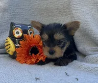 Wayne, a male Yorkshire Terrier for sale in Millersburg, PA – 3 of 3