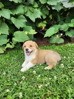 Andrew, a male Pembroke Welsh Corgi for sale in Millersburg, PA – 3 of 4