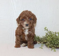 Amy, a female Poodle - Miniature  for sale in Millersburg, PA – Photo 3 of 3