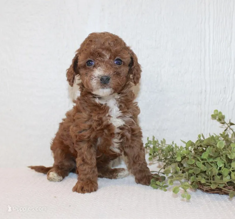 Amy – Poodle - Miniature  puppy for sale in Millersburg, PA