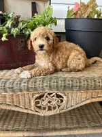 Skyla, a female Miniature Goldendoodle for sale in Millersburg, PA – 3 of 3