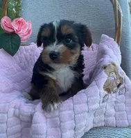 Jackie, a female Yorkshire Terrier for sale in Millersburg, PA – Photo 3 of 3