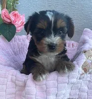 Jackie, a female Yorkshire Terrier for sale in Millersburg, PA – Photo 2 of 3