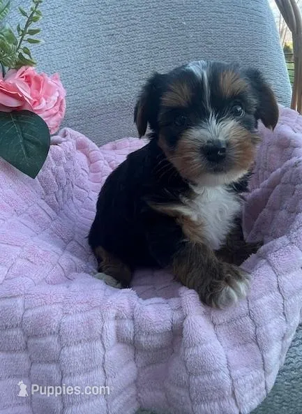 Jackie – Yorkshire Terrier puppy for sale in Millersburg, PA