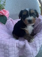 Jackie, a female Yorkshire Terrier for sale in Millersburg, PA – Photo 1 of 3