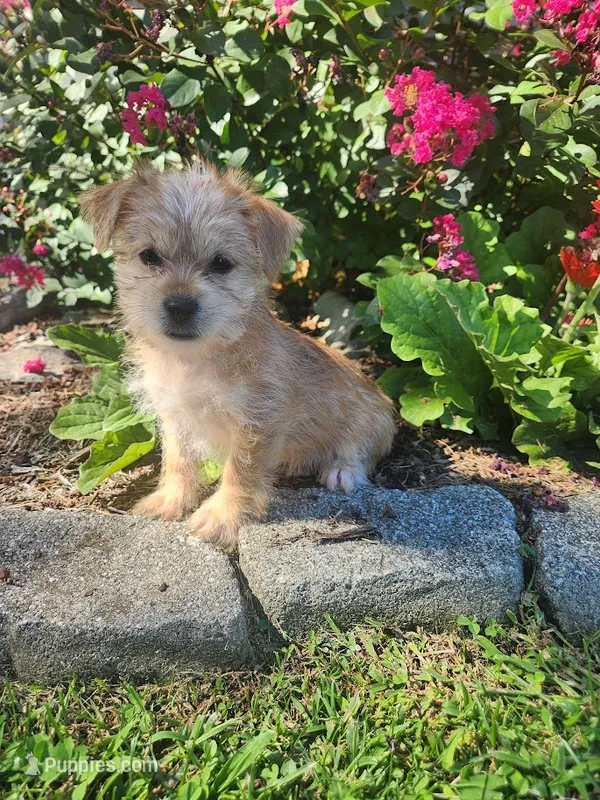 Tina – Shorkie puppy for sale in Millersburg, PA