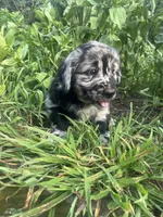 Luke, a male Australian Shepherd and Golden Retriever for sale in Millersburg, PA – 2 of 4