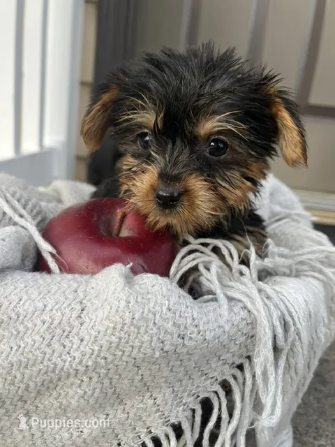 Millie – Yorkshire Terrier puppy for sale in Millersburg, PA