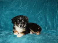 Shadow, a male Miniature Australian Shepherd for sale in Millersburg, PA – 3 of 4