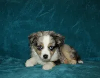 Smokey, a male Miniature Australian Shepherd for sale in Millersburg, PA – 2 of 4