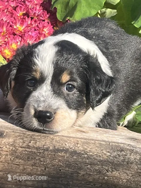 Ricky – Australian Shepherd, Border Collie puppy for sale in Millersburg, PA