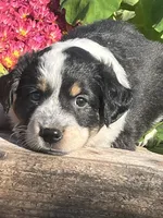 Ricky, a male Australian Shepherd and Border Collie for sale in Millersburg, PA – 1 of 3