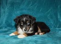 Shadow, a male Miniature Australian Shepherd for sale in Millersburg, PA – 4 of 4