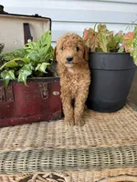 Scamper, a male Miniature Goldendoodle for sale in Millersburg, PA – 3 of 3