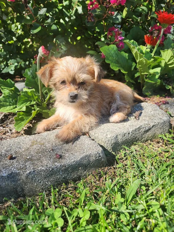 Tom – Shorkie puppy for sale in Millersburg, PA