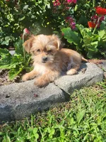 Tom, a male Shorkie for sale in Millersburg, PA – 1 of 5