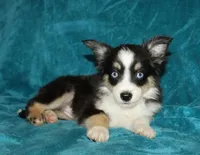 Lilly, a female Miniature Australian Shepherd for sale in Millersburg, PA – 4 of 4