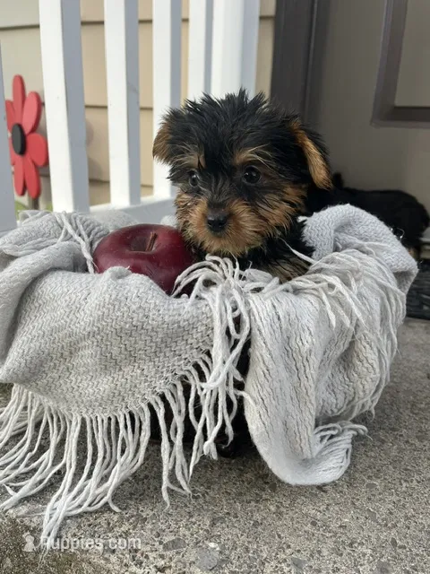 Mikey – Yorkshire Terrier puppy for sale in Millersburg, PA