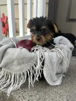 Mikey, a male Yorkshire Terrier for sale in Millersburg, PA – 1 of 3