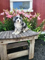 Cammy, a female Bernedoodle for sale in Millersburg, PA – 4 of 4