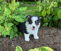 Owen, a male Pembroke Welsh Corgi for sale in Millersburg, PA – 3 of 3