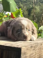 River, a female Australian Shepherd and Border Collie for sale in Millersburg, PA – 3 of 3
