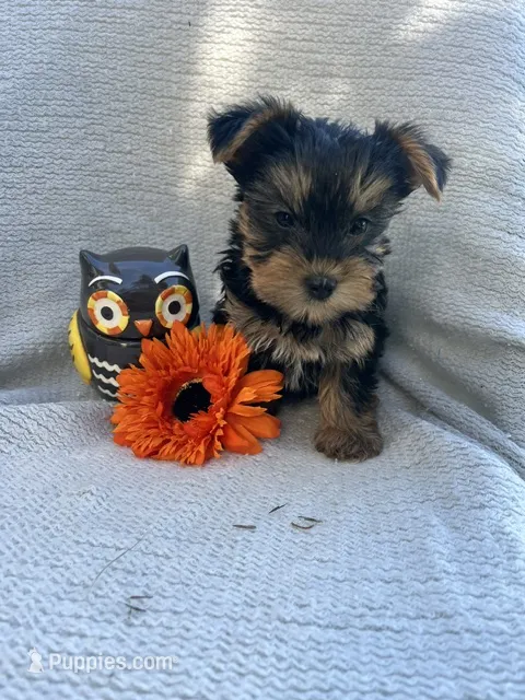 Willow – Yorkshire Terrier puppy for sale in Millersburg, PA