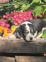 Ricky, a male Australian Shepherd and Border Collie for sale in Millersburg, PA – 2 of 3