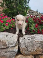 Jordan, a male Border Collie for sale in Millersburg, PA – 4 of 4