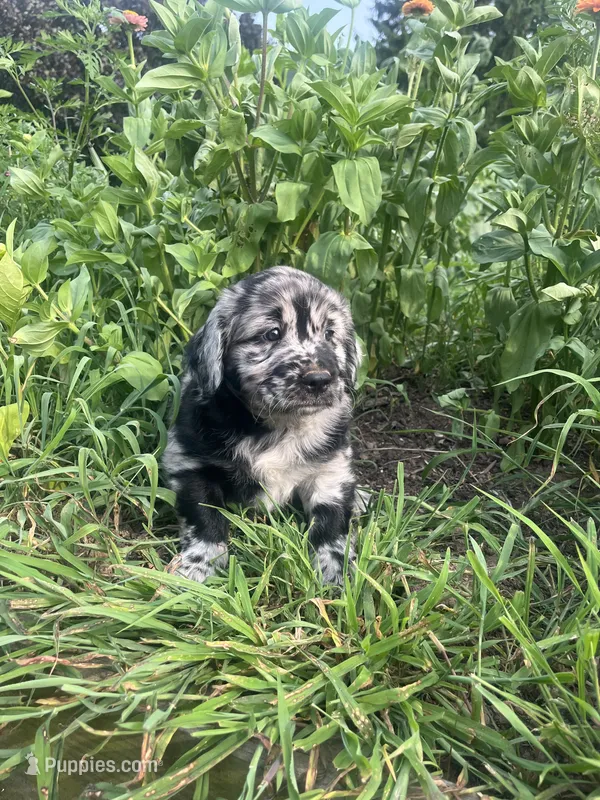 Luke – Australian Shepherd, Golden Retriever puppy for sale in Millersburg, PA