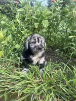 Luke, a male Australian Shepherd and Golden Retriever for sale in Millersburg, PA – 1 of 4