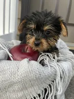 Mikey, a male Yorkshire Terrier for sale in Millersburg, PA – 3 of 3