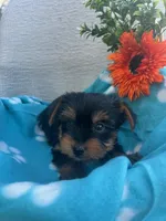 Rowin, a male Yorkshire Terrier for sale in Millersburg, PA – Photo 3 of 4